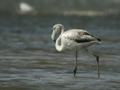 Flamant rose Phoenicopterus (ruber) roseus