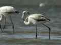 Flamant rose Phoenicopterus (ruber) roseus