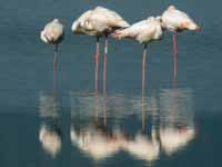 Flamant rose Phoenicopterus roseus