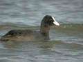 Foulque macroule Fulica atra