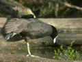 Foulque macroule Fulica atra