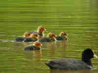 Foulque macroule Fulica atra