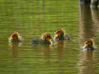 Foulque macroule Fulica atra