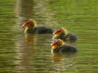 Foulque macroule Fulica atra