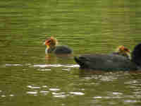 Foulque macroule Fulica atra