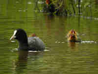 Foulque macroule Fulica atra