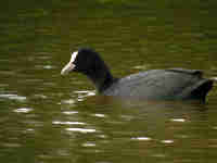 Foulque macroule Fulica atra