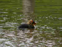 Foulque macroule Fulica atra