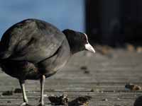 Foulque macroule Fulica atra