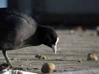 Foulque macroule Fulica atra