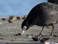 Foulque macroule Fulica atra