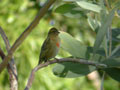 Foudi rouge Foudia madagascariensis