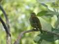 Foudi rouge Foudia madagascariensis