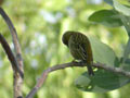 Foudi rouge Foudia madagascariensis