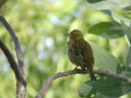 Foudi rouge Foudia madagascariensis