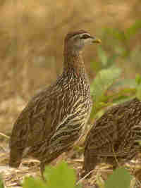 Francolin à double éperon Pternistis bicalcaratus