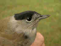 Fauvette à tête noire Sylvia atricapilla