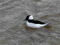 Garrot albéole Bucephala albeola