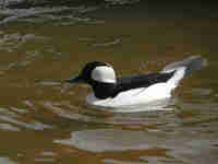 Garrot albéole Bucephala albeola