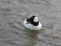 Garrot albéole Bucephala albeola