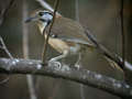 Garrulaxe à plastron Garrulax pectoralis