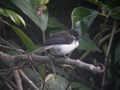 Garrulaxe à tête noire Heterophasia melanoleuca