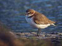 Gravelot à collier interrompu Anarhynchus alexandrinus