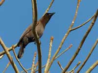 Geai bleu-noir Cyanocorax cyanomelas