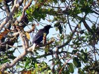 Geai à plumet Cyanocorax cristatellus