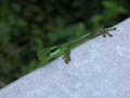 Gecko vert des hauts Phelsuma borbonica