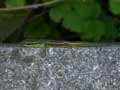 Gecko vert des hauts Phelsuma borbonica