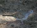 Géopélie zébrée Geopelia striata