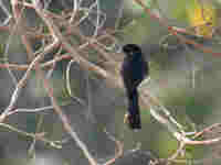 Gobemouche drongo Melaenornis edolioides