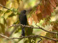 Gobemouche drongo Melaenornis edolioides