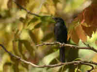 Gobemouche drongo Melaenornis edolioides