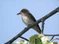 Gobemouche gris Muscicapa striata