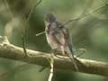 Gobemouche gris Muscicapa striata