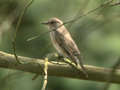 Gobemouche gris Muscicapa striata