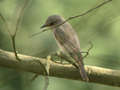 Gobemouche gris Muscicapa striata