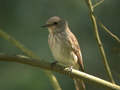 Gobemouche gris Muscicapa striata