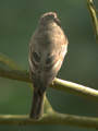 Gobemouche gris Muscicapa striata