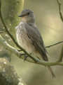 Gobemouche gris Muscicapa striata