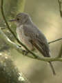 Gobemouche gris Muscicapa striata