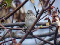 Gobemouche gris Muscicapa striata