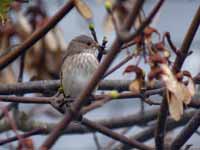 Gobemouche gris Muscicapa striata