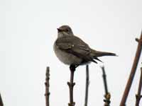 Gobemouche gris Muscicapa striata