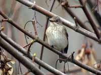 Gobemouche gris Muscicapa striata