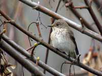 Gobemouche gris Muscicapa striata