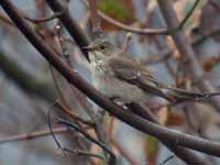 Gobemouche gris Muscicapa striata