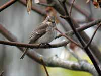 Gobemouche gris Muscicapa striata